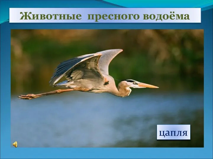 Животные пресного водоёма цапля