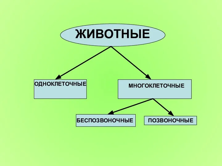 ЖИВОТНЫЕ