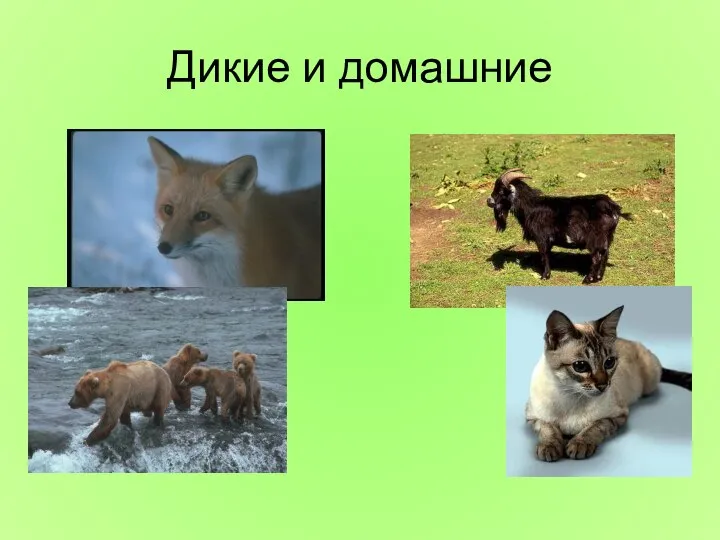 Дикие и домашние