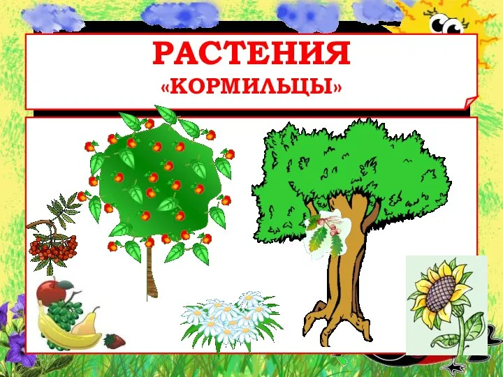 РАСТЕНИЯ «КОРМИЛЬЦЫ»