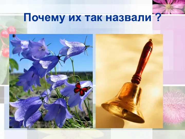 Почему их так назвали ?