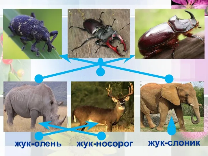 жук-олень жук-слоник жук-носорог