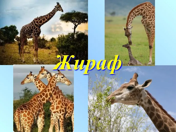 Жираф Жираф