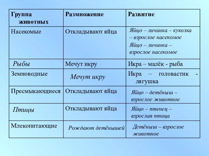 Яйцо – личинка – куколка – взрослое насекомое Яйцо – личинка