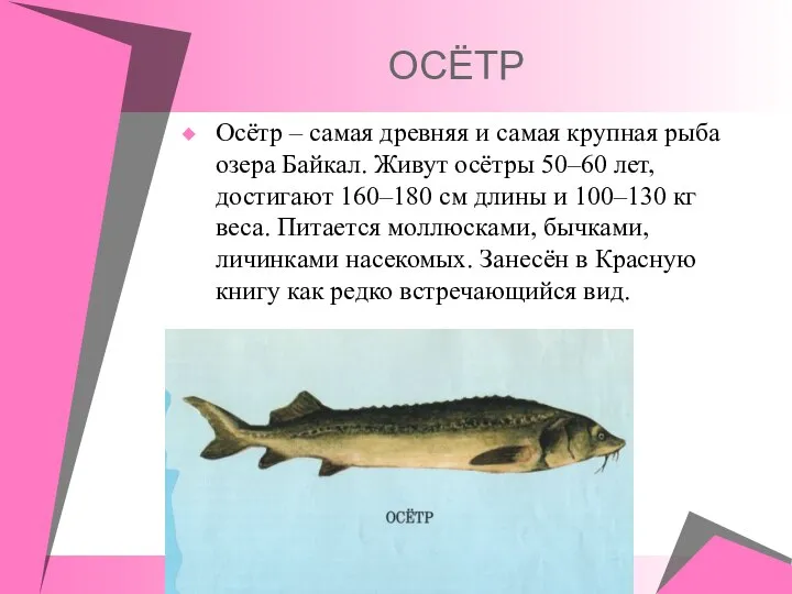 ОСЁТР Осётр – самая древняя и самая крупная рыба озера Байкал.