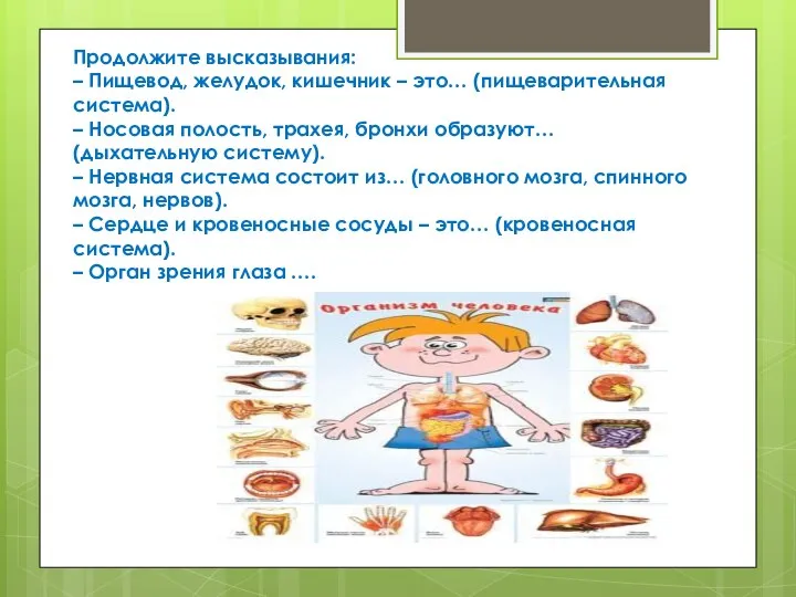 Продолжите высказывания: – Пищевод, желудок, кишечник – это… (пищеварительная система). –