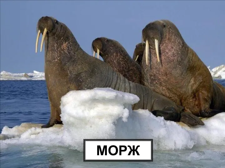 МОРЖ