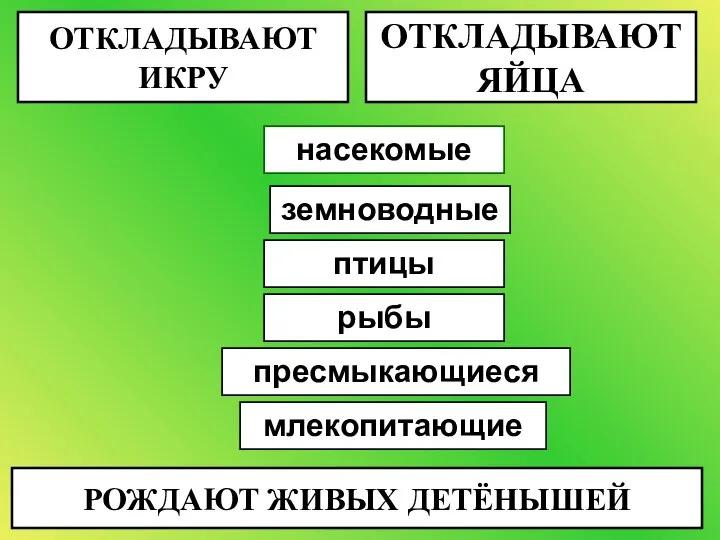 ОТКЛАДЫВАЮТ ИКРУ ОТКЛАДЫВАЮТ ЯЙЦА РОЖДАЮТ ЖИВЫХ ДЕТЁНЫШЕЙ насекомые рыбы птицы пресмыкающиеся млекопитающие земноводные