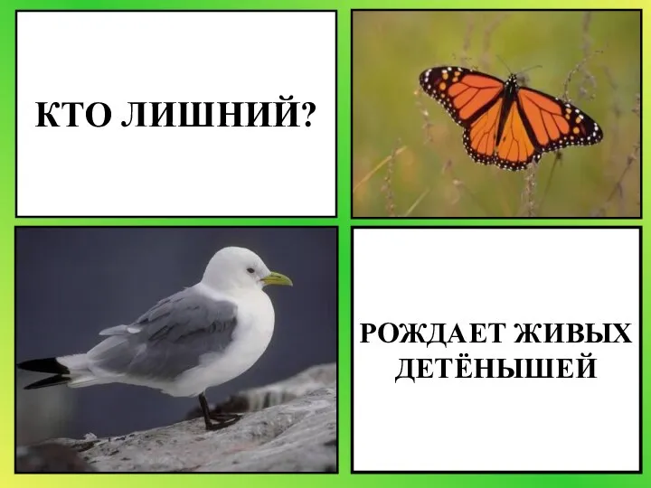 РОЖДАЕТ ЖИВЫХ ДЕТЁНЫШЕЙ КТО ЛИШНИЙ?