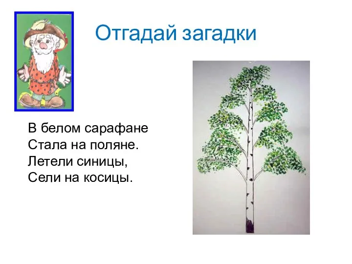 Отгадай загадки В белом сарафане Стала на поляне. Летели синицы, Сели на косицы.