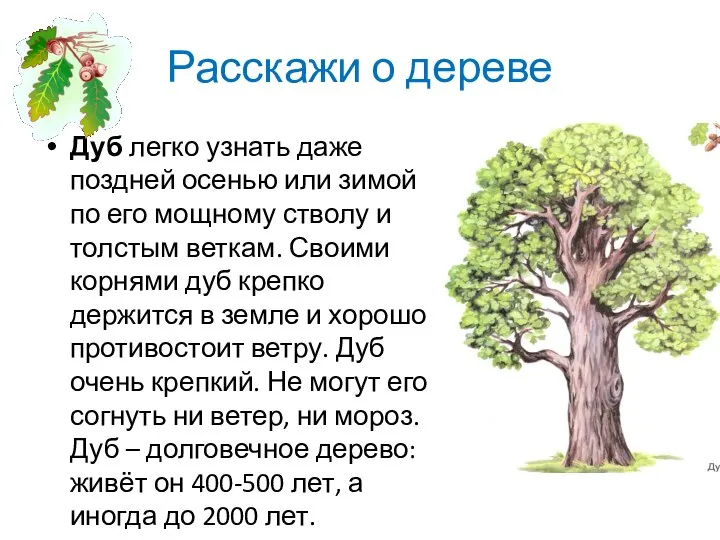 Расскажи о дереве Дуб легко узнать даже поздней осенью или зимой