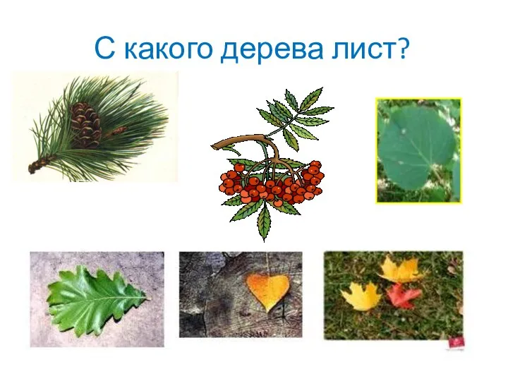 С какого дерева лист?