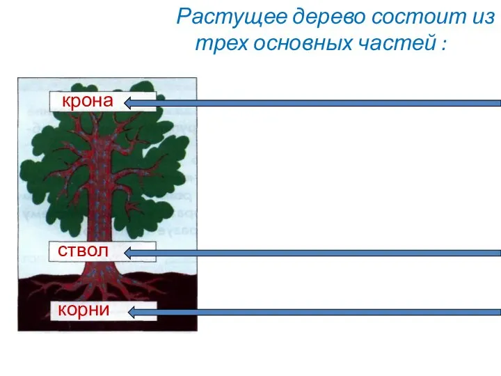 Растущее дерево состоит из трех основных частей : корни ствол крона