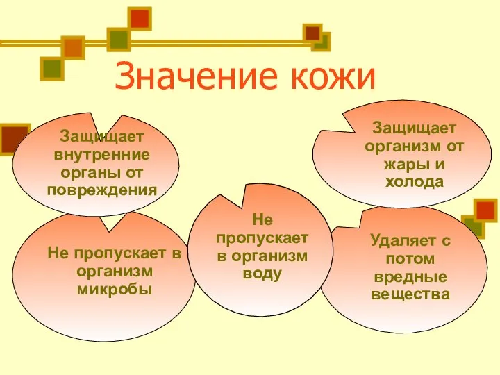 Значение кожи Защищает внутренние органы от повреждения Не пропускает в организм