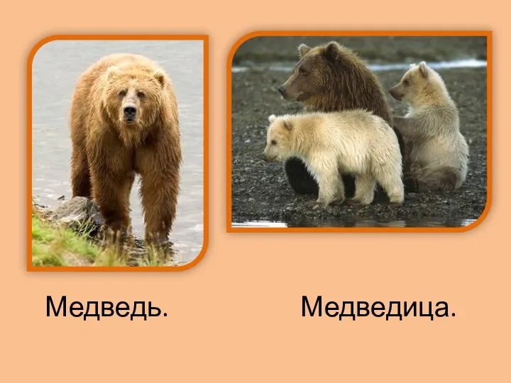 Медведь. Медведица.