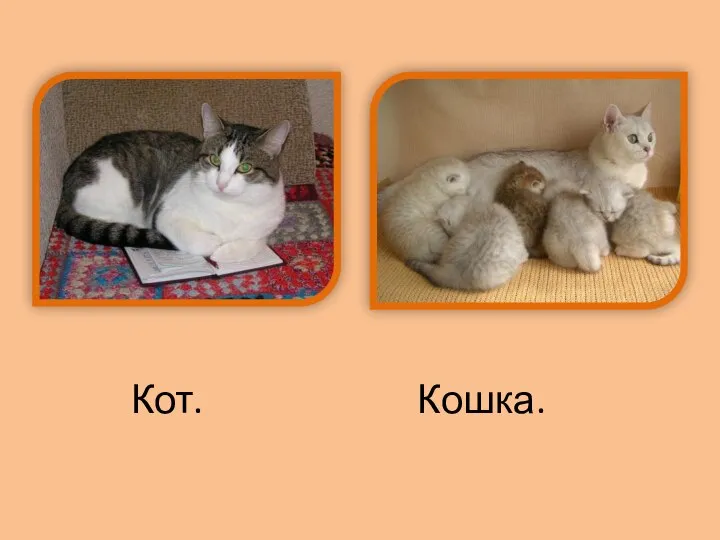 Кот. Кошка.