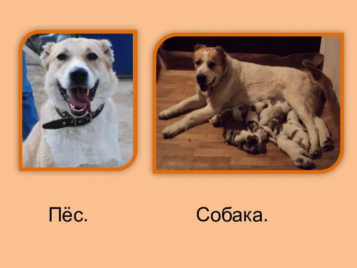 Пёс. Собака.