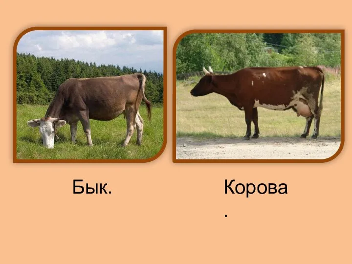 Бык. Корова.