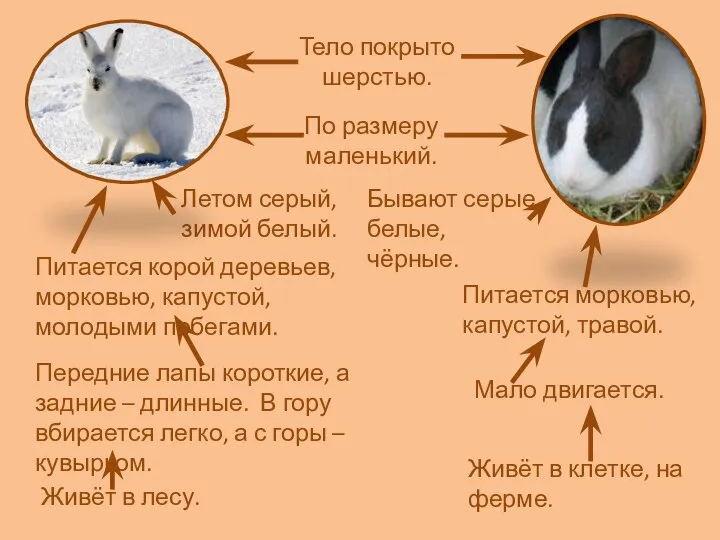 Тело покрыто шерстью. Летом серый, зимой белый. Бывают серые, белые, чёрные.