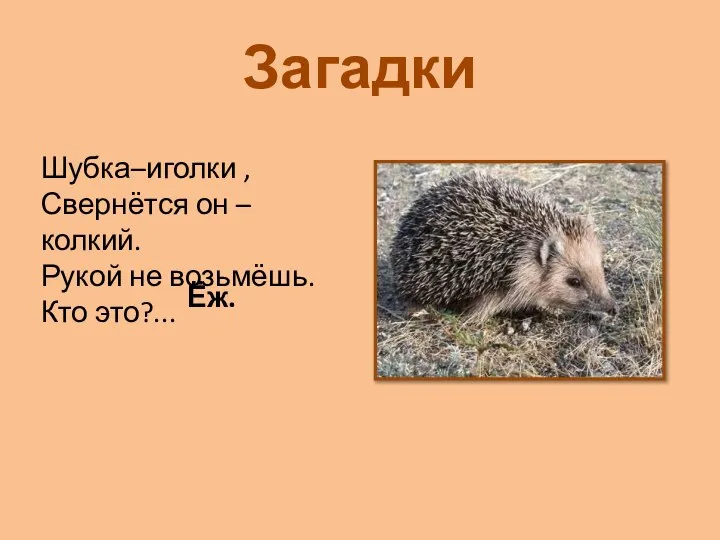 Загадки Шубка–иголки , Свернётся он – колкий. Рукой не возьмёшь. Кто это?... Ёж.