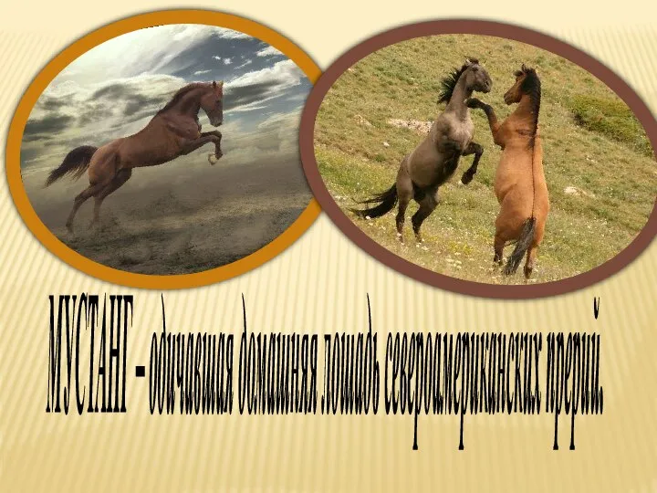МУСТАНГ – одичавшая домашняя лошадь североамериканских прерий.