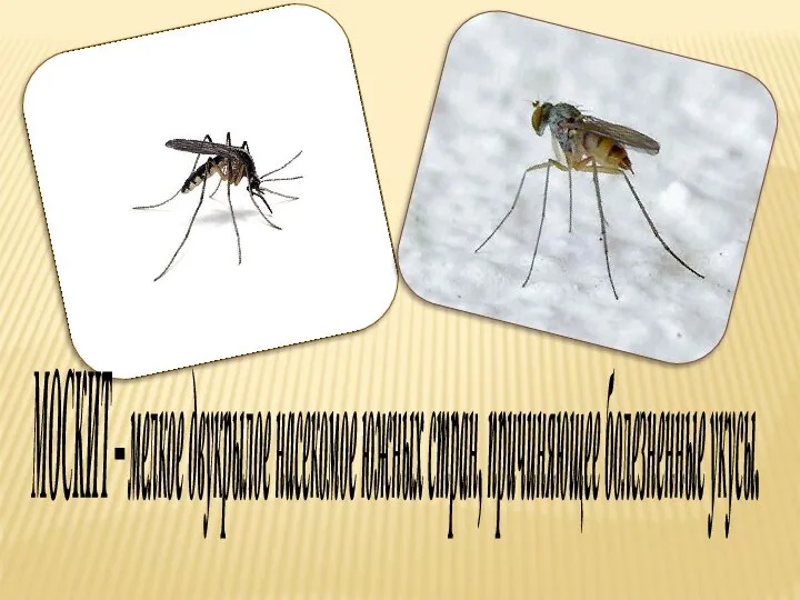 МОСКИТ – мелкое двукрылое насекомое южных стран, причиняющее болезненные укусы.