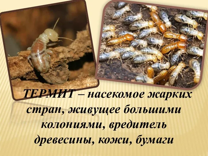 ТЕРМИТ – насекомое жарких стран, живущее большими колониями, вредитель древесины, кожи, бумаги
