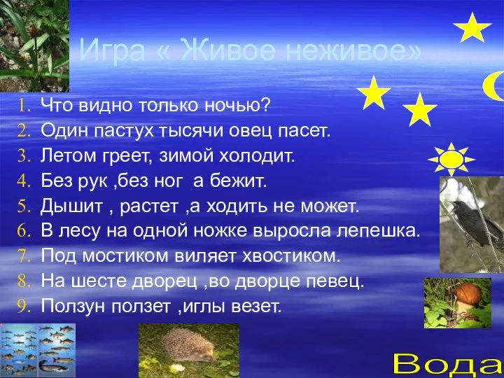 Игра « Живое неживое» Что видно только ночью? Один пастух тысячи