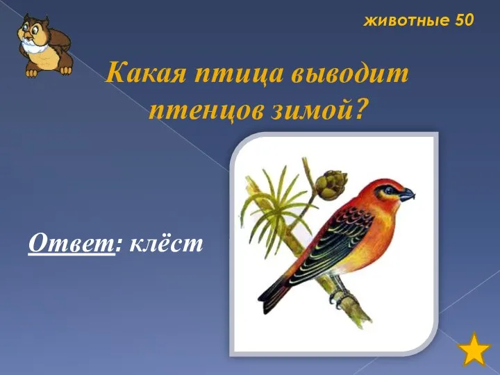 животные 50 Какая птица выводит птенцов зимой? Ответ: клёст