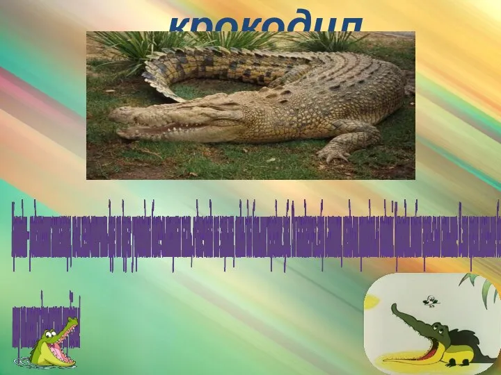 крокодил Крокодил – родственник аллигатора, но их легко отличить друг от