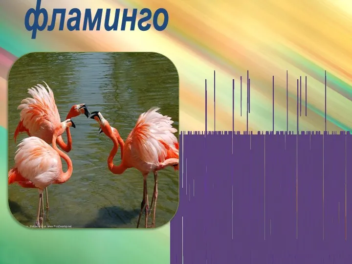 фламинго Розовый фламинго – очень красивая и элегантная птица. В высоту