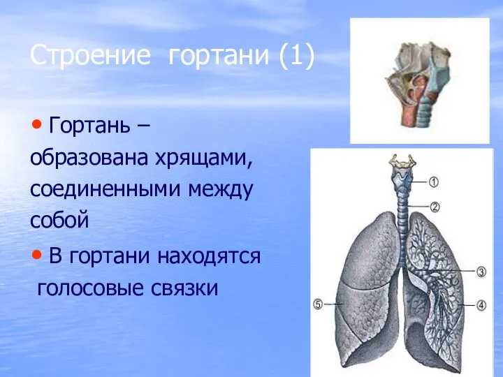 Строение гортани (1) Гортань – образована хрящами, соединенными между собой В гортани находятся голосовые связки