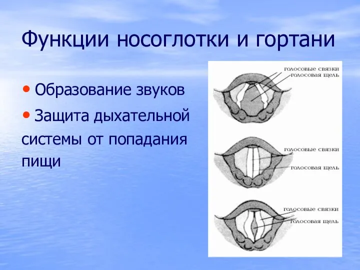 Функции носоглотки и гортани Образование звуков Защита дыхательной системы от попадания пищи