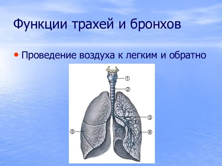 Функции трахей и бронхов Проведение воздуха к легким и обратно