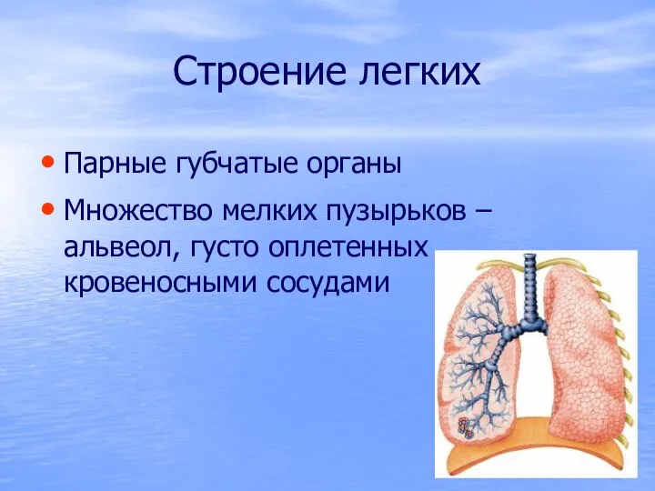 Строение легких Парные губчатые органы Множество мелких пузырьков – альвеол, густо оплетенных кровеносными сосудами