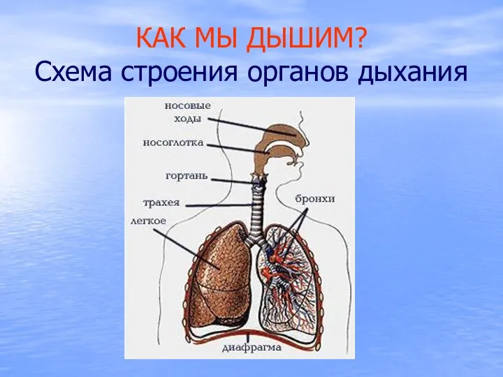 КАК МЫ ДЫШИМ? Схема строения органов дыхания