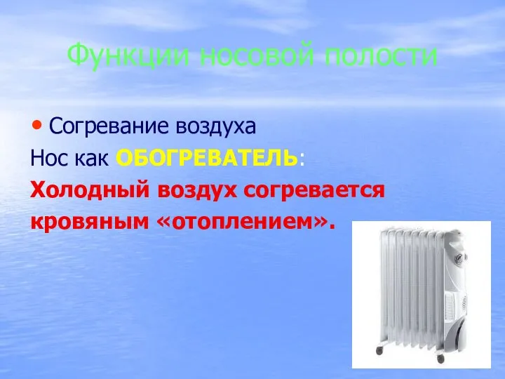 Функции носовой полости Согревание воздуха Нос как ОБОГРЕВАТЕЛЬ: Холодный воздух согревается кровяным «отоплением».