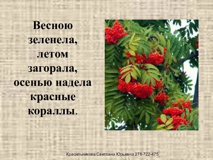 Весною зеленела, летом загорала, осенью надела красные кораллы. Красильникова Светлана Юрьевна 278-722-475