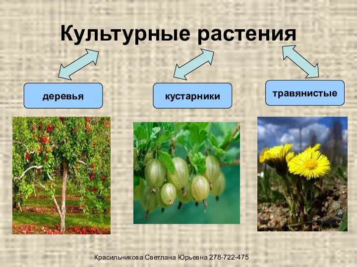 Культурные растения деревья кустарники травянистые Красильникова Светлана Юрьевна 278-722-475