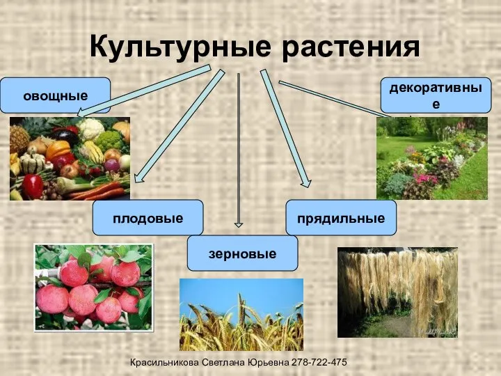 Культурные растения овощные плодовые зерновые прядильные декоративные Красильникова Светлана Юрьевна 278-722-475