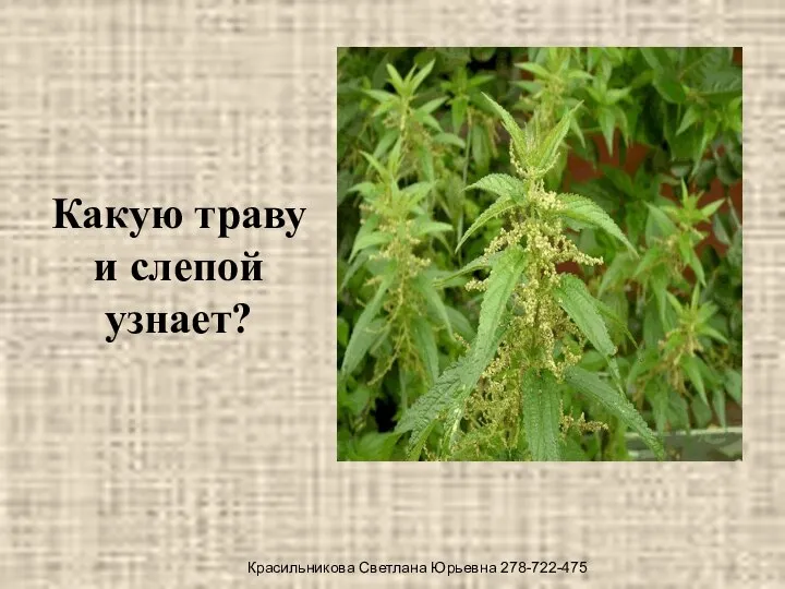 Какую траву и слепой узнает? Красильникова Светлана Юрьевна 278-722-475