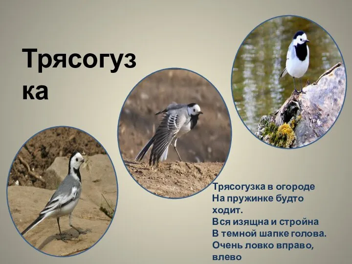 Трясогузка Трясогузка в огороде На пружинке будто ходит. Вся изящна и