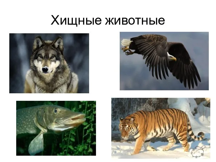 Хищные животные