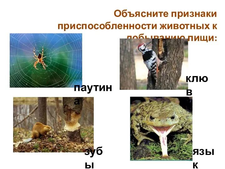 Объясните признаки приспособленности животных к добыванию пищи: паутина клюв зубы язык