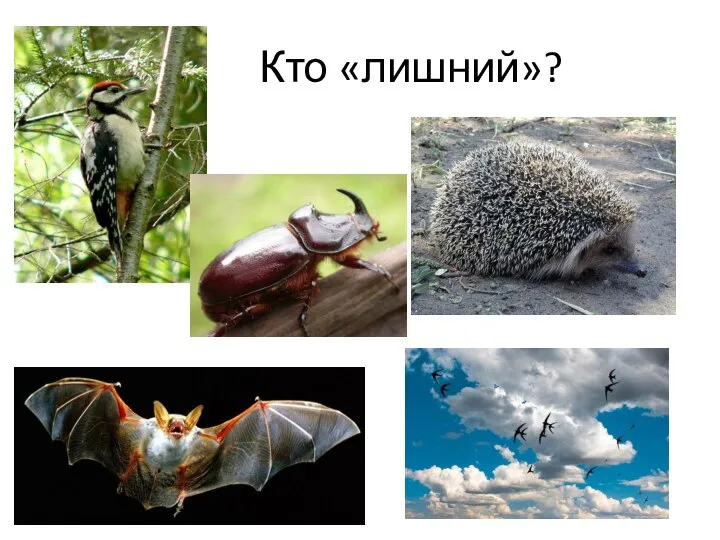 Кто «лишний»?