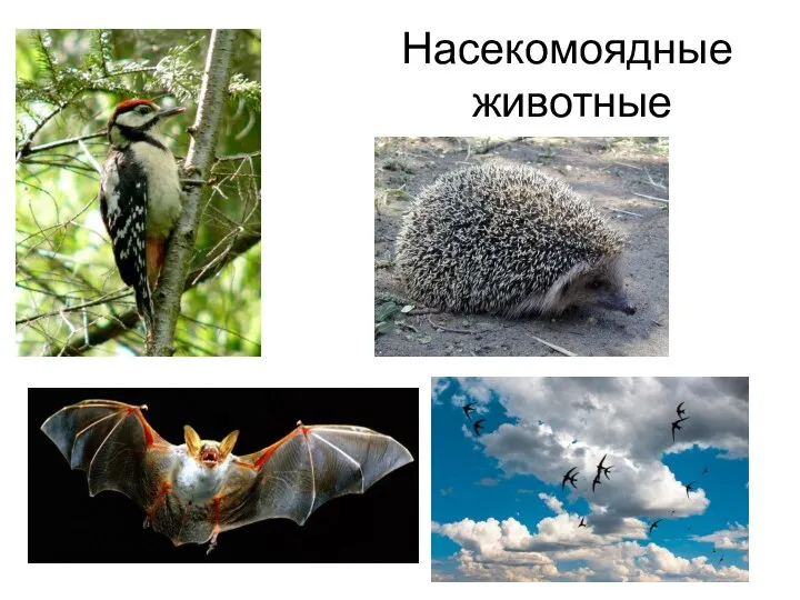 Насекомоядные животные