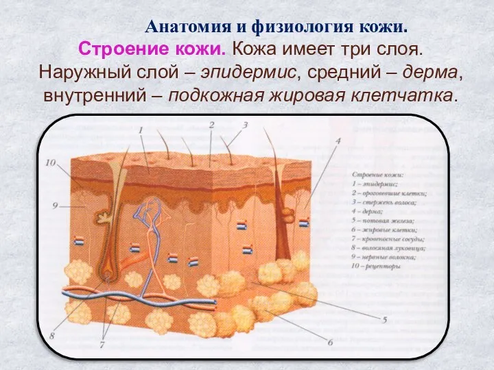 Анатомия и физиология кожи. Строение кожи. Кожа имеет три слоя. Наружный