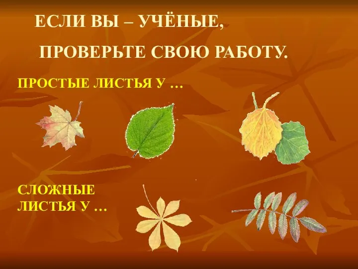 ЕСЛИ ВЫ – УЧЁНЫЕ, ПРОВЕРЬТЕ СВОЮ РАБОТУ. ПРОСТЫЕ ЛИСТЬЯ У … СЛОЖНЫЕ ЛИСТЬЯ У …