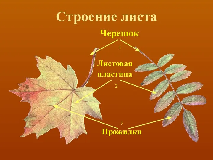 Строение листа Черешок Листовая пластина Прожилки 1 3 2