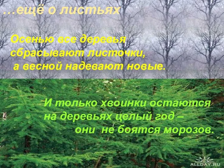 Осенью все деревья сбрасывают листочки, а весной надевают новые. И только